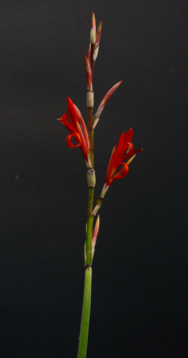 Canna-indica-mashan-tamale-leaf-FLAAR-garden-sun-Metz-backlight-Jul-18-2015-NH-1880