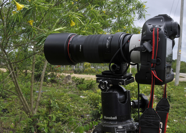 Canon EOs 1Ds Mark III with a EF 180mm f/3.5 L USM tele-macro lens plus a 1.4x tele-extender, Guatemala December 2010