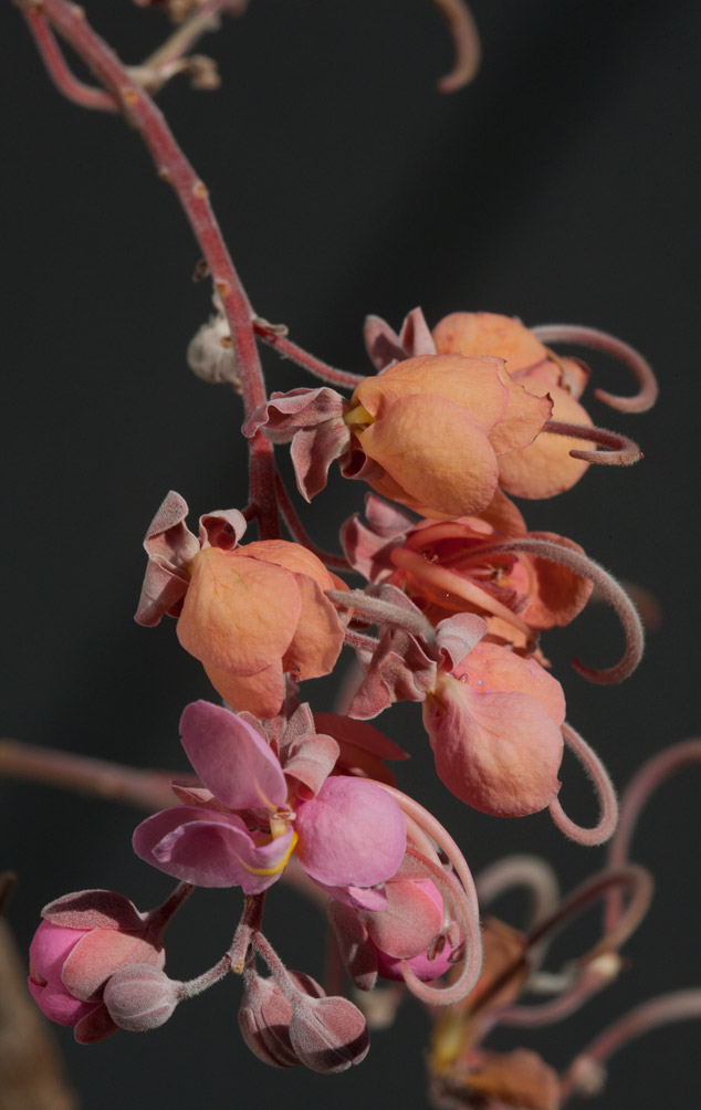 Cassia-grandis-carao-flower-stages-Rio-los-Esclavos-Santa-Rosa-flaar-Nicholas-Helllmuth