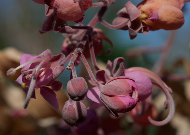 Cassia-grandis-carao-flower-stages-Rio-los-Esclavos-Santa-Rosa