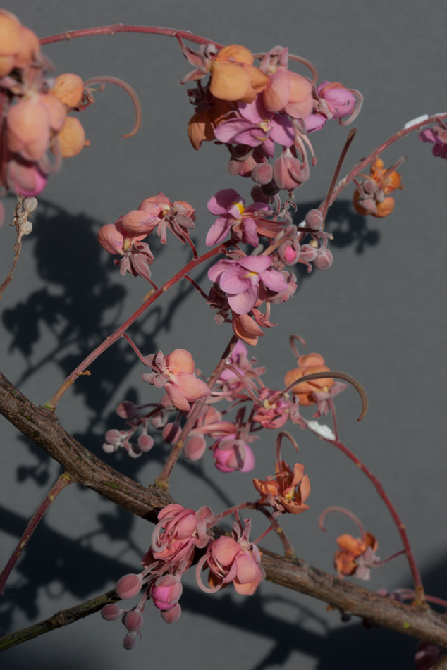 Cassia-grandis-carao-flower-stages-Rio-los-Esclavos-maya-ethnobotany-Santa-Rosa-NH