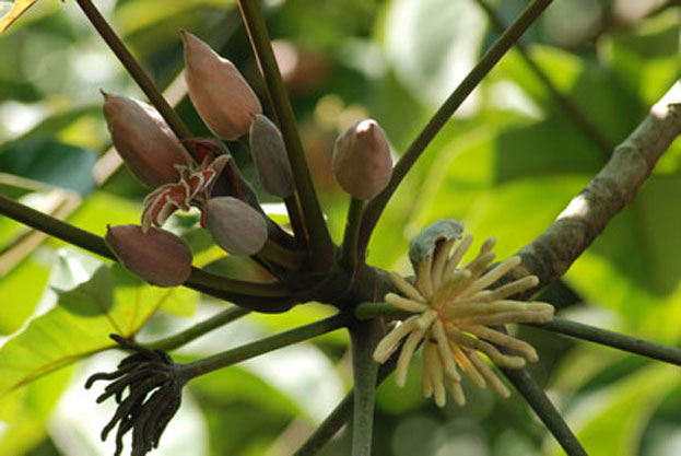 Granada, Punica granatum tree, notice all the stages of the flower and fruit. FLAAR archive, Guatemala.