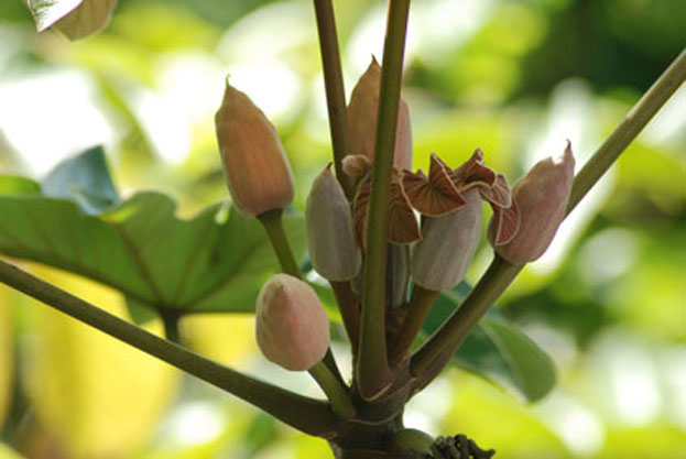 Granada, Punica granatum tree, notice all the stages of the flower and fruit. FLAAR archive, Guatemala.