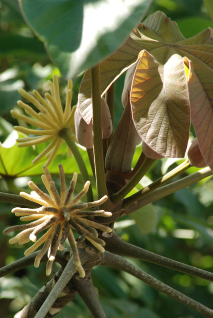 Granada, Punica granatum tree, notice all the stages of the flower and fruit. FLAAR archive, Guatemala.