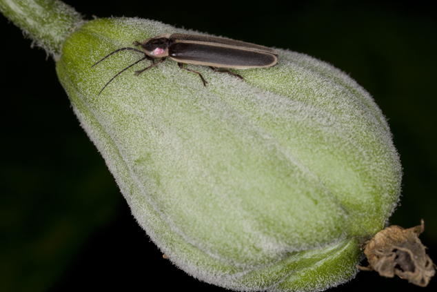 Chayote plantation at Pinula Guatemala, photo  by Nicholas Hellmuth