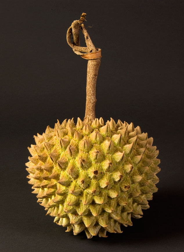 Chincuya, Annona purpurea fruit at FLAAR photography studio. Photo by Jaime Leonardo, Guatemala City