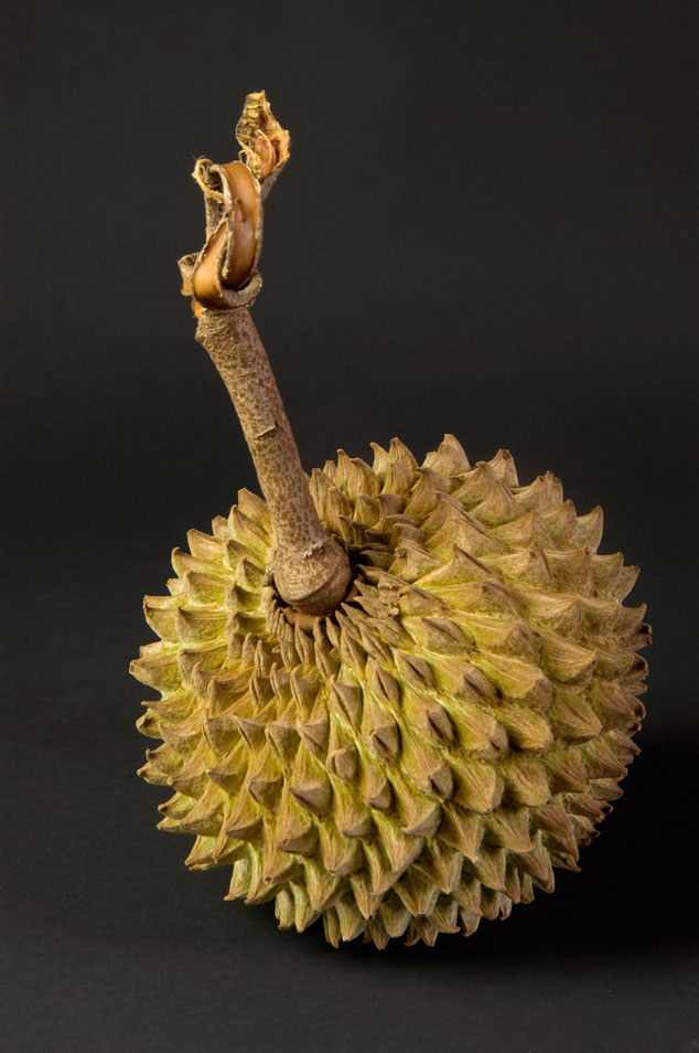 Chincuya, Annona purpurea fruit notice the conical ridges on the outer surface. Photo by Jaime Leonardo, Guatemala, Guatemala