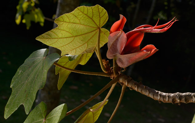 Chiranthodendron-pentadactylon-Canac-manitas-NH