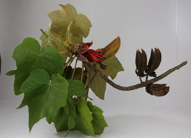 Chiranthodendron-pentadactylon-canac-manitas-flower-studio-NH