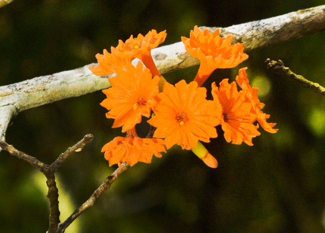 3 dimentional lichen at Yaxha