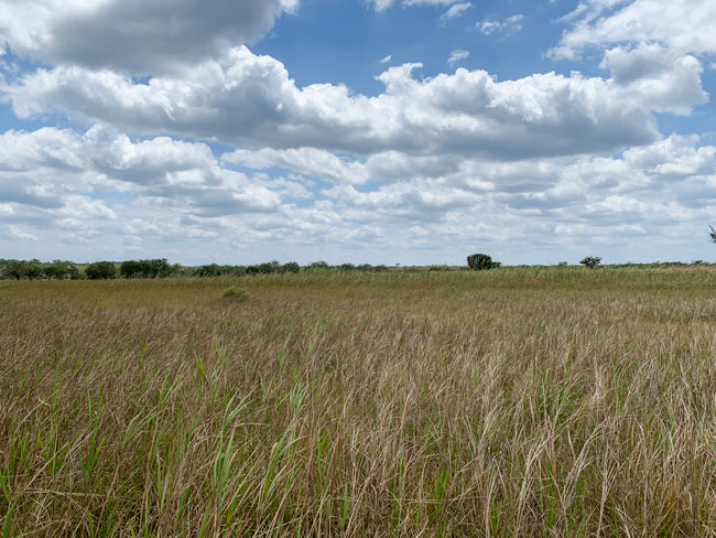 Cladium-grass-vegetation-of-savannas-Yaxha-Park