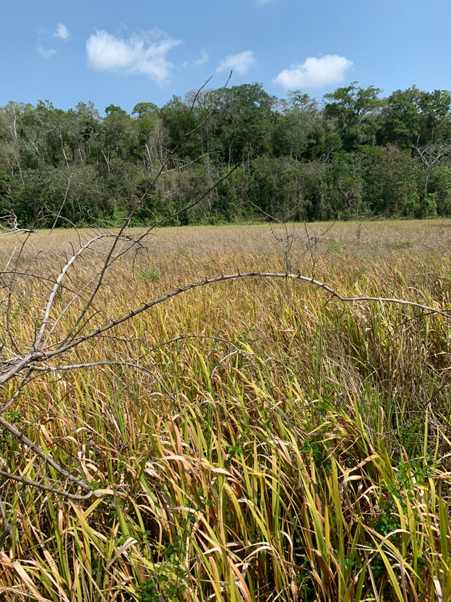 Cladium-grass-vegetation-of-savannas-Yaxha-Park