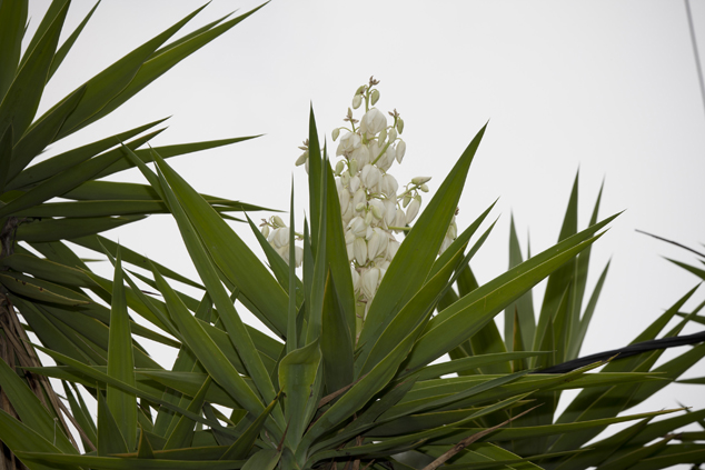 Close up Izote flowers (ediblepart), Photo by Nicholas Hellmuth