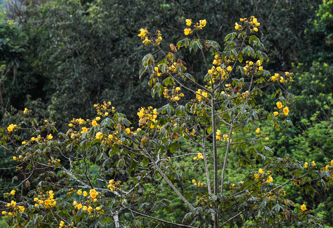 Cochlospermum-vitifolium