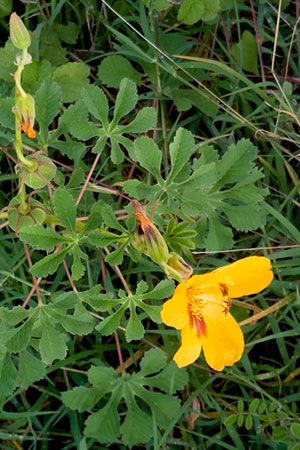 Cochlospermum-wrightii-yellow-ground-herb-Zacapa-a-Cabanas-km143