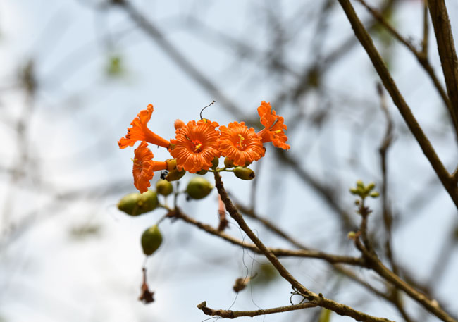 Cordia dodecandra ciricote flowers, Rio San Pedro, Peten