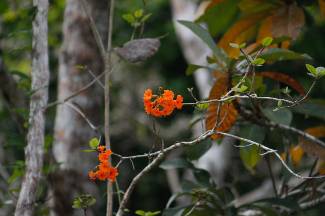 Cordia dodecandra ciricote flowers, Rio San Pedro, Peten