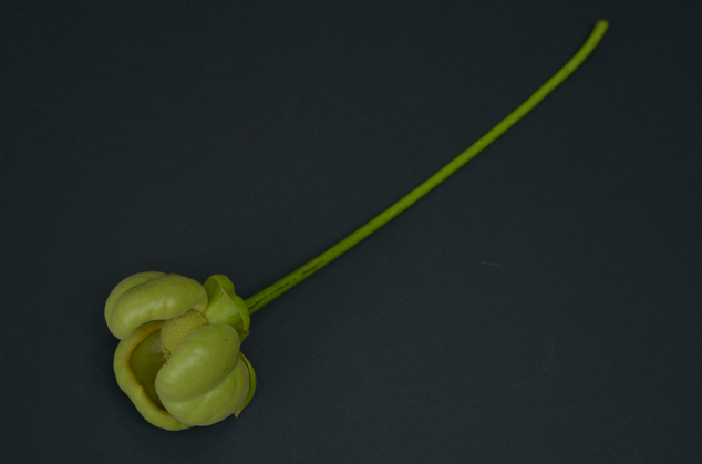 Cymbopetalum-penduliflorum-orejuela-FLAAR-cacao-natural-flavoring-ear-flower