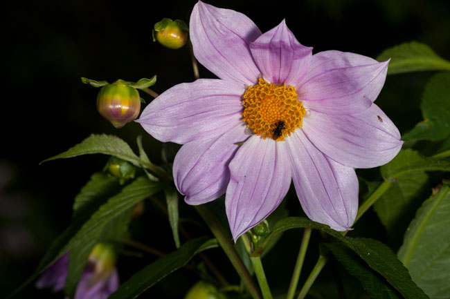 Dahlia-imperialis