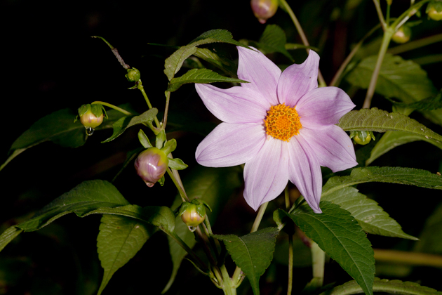 Dahlia imperialis bulb and flower.