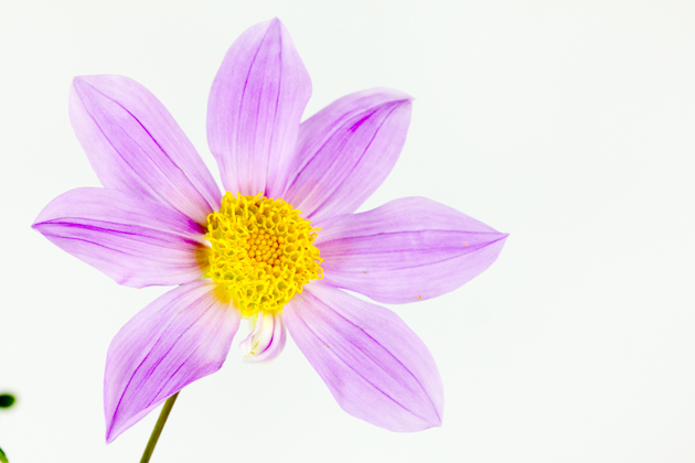 Dahlia imperialis blossom.