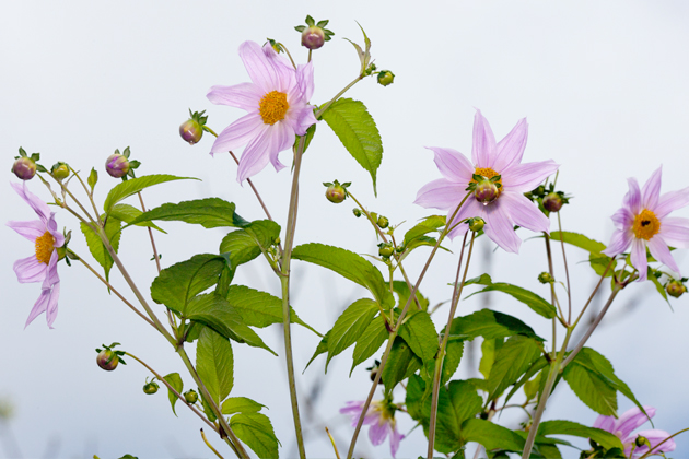 Photography Dahlia Imperialis.