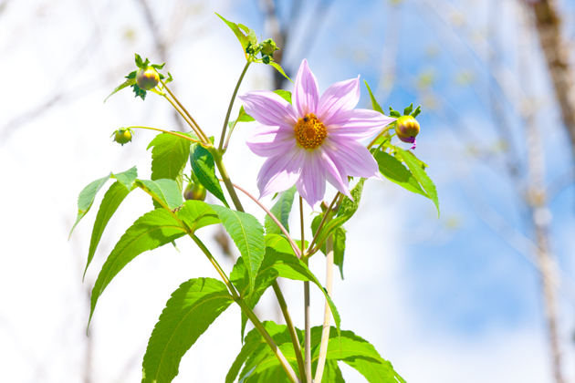 Photography of Dahlia Imperialis.