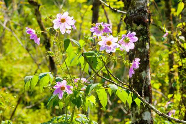 Dahlia imperialis lavander tree.