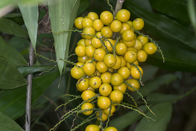 Desmoncus-orthocanthos-bayal-fruits-Naranjo-Park-Peten