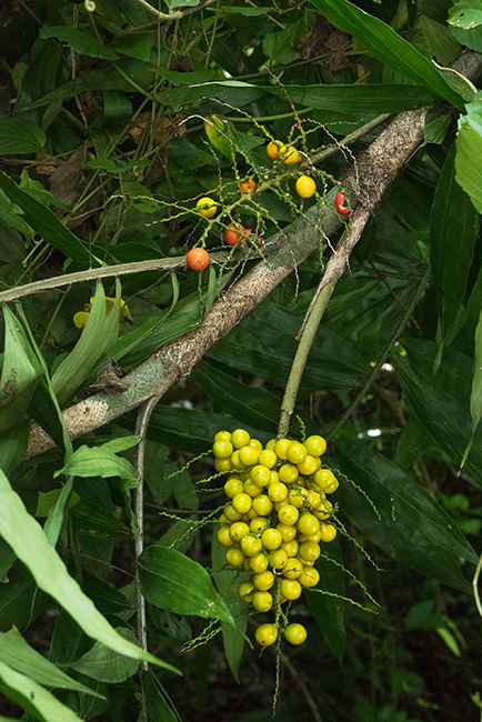 Desmoncus-orthocanthos-bayal-fruits-Naranjo-Park-Peten