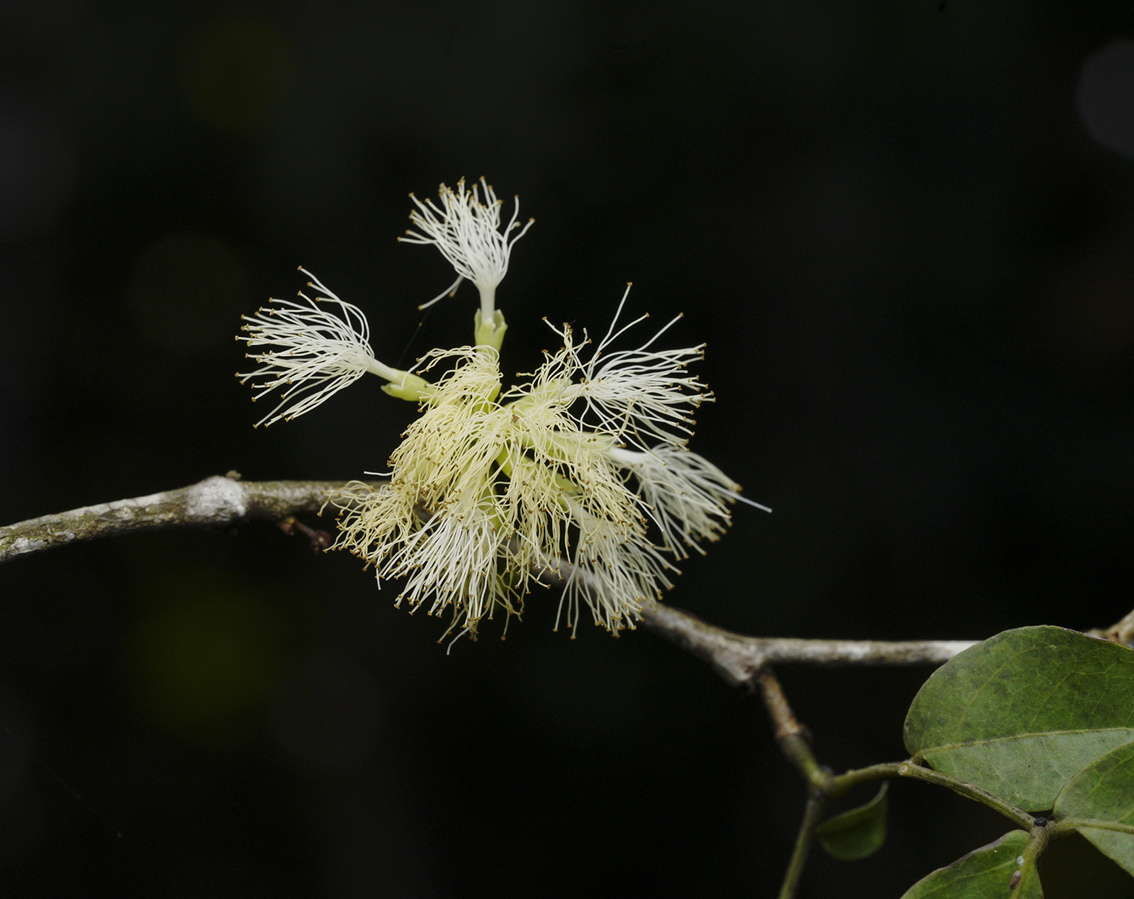 Zygia-gigantifoliola-cauliflory-cauliclorous-flower-tree-trunk-Tapon-Creek-Municipio-de-Livingston