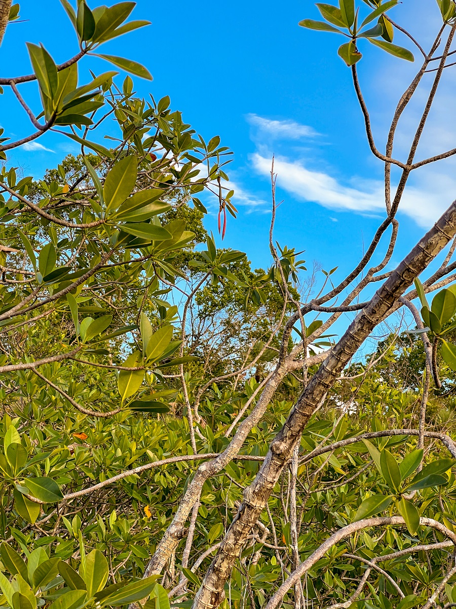 Rhizophora-mangle-mangle-rojo-mangrove-fruit-red-Rio-Sarstun-Laguna-Grande-Livingston