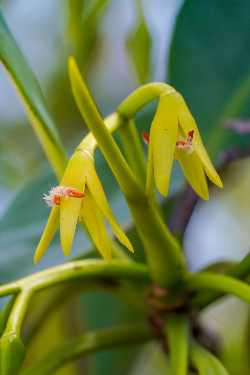 Rhizophora-mangle-mangrove-yellow-flowers-Punta-de-cocoli-Livingston