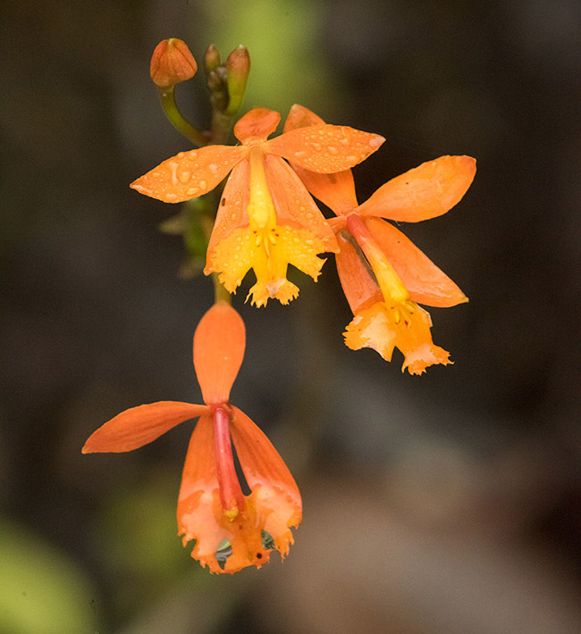 Epidendrum radicans terrestrial orchid-Senahu