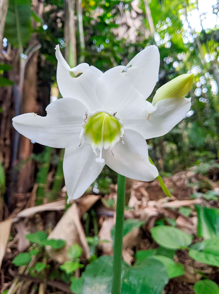 Eucharis-bouchei-Flor-de-Zopilote-Caserio-Chilocom-Santa-Cruz-Verapaz-Alta-Verapaz