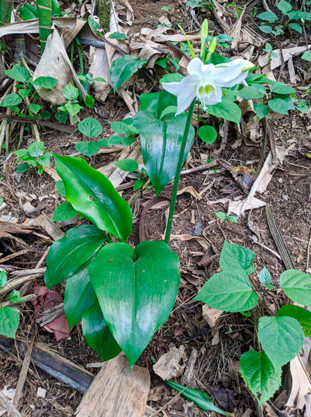 Morning Glory Vines and Flowers of Yaxha