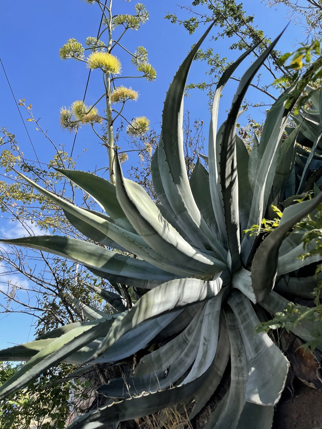 Agave-Americana-Asparagaceae