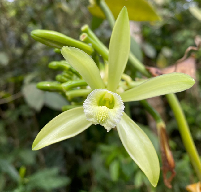 Livingston-Vanilla-orchid-vines