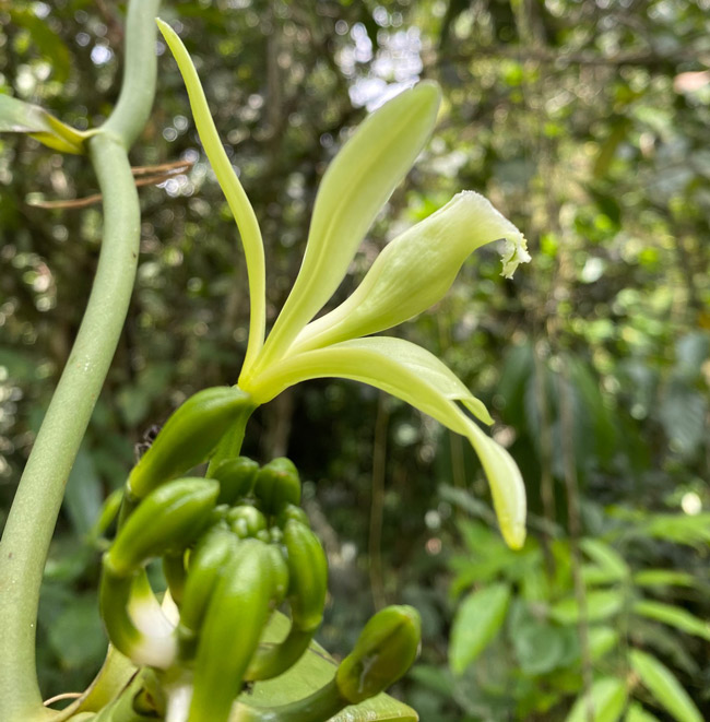 Livingston-Vanilla-orchid-vines