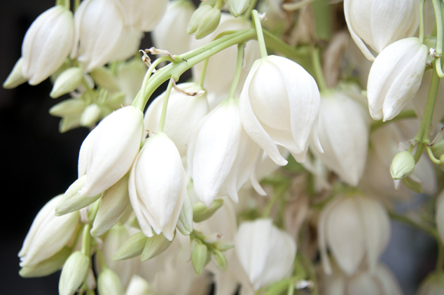 Close up Izote flowers (ediblepart), Photo by Nicholas Hellmuth