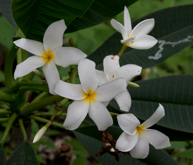 Flor de mayo white Plumeria rubra Guatemala Central America