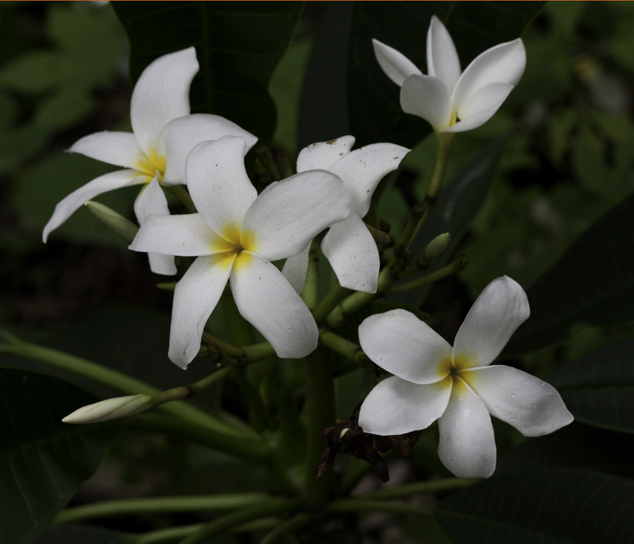 Flor de mayo white Plumeria rubra by Nicholas Hellmuth with a Canon EOS 1Ds Mark III