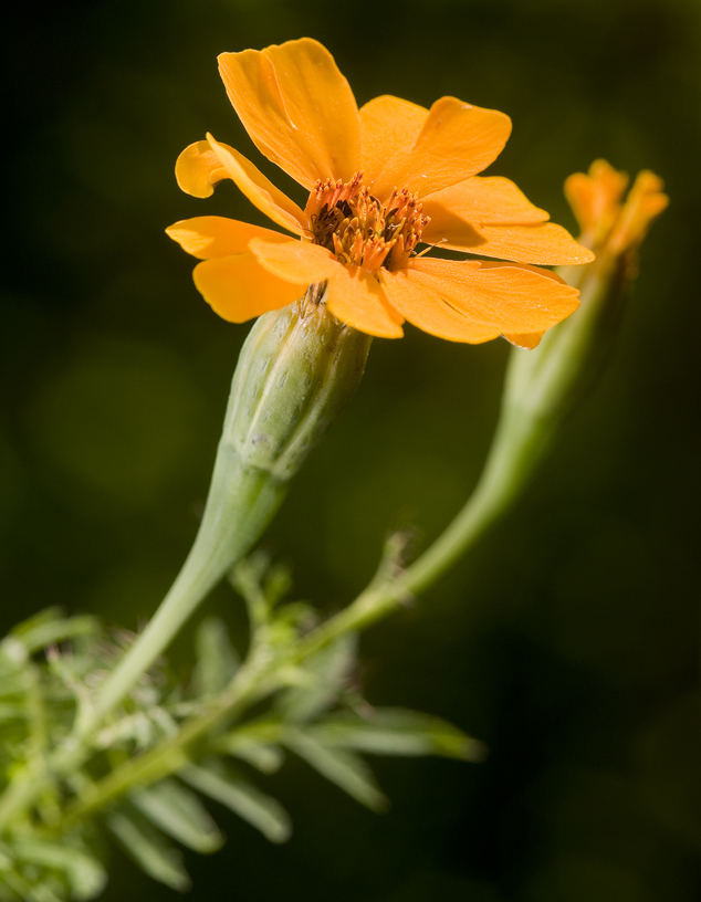 Tagetes erecta, Tagetes lucida and other Tagetes species, Marigold Flower  as Flavoring, Dye Source, medicine and as Flor de Muerto; also a Sacred  Plant