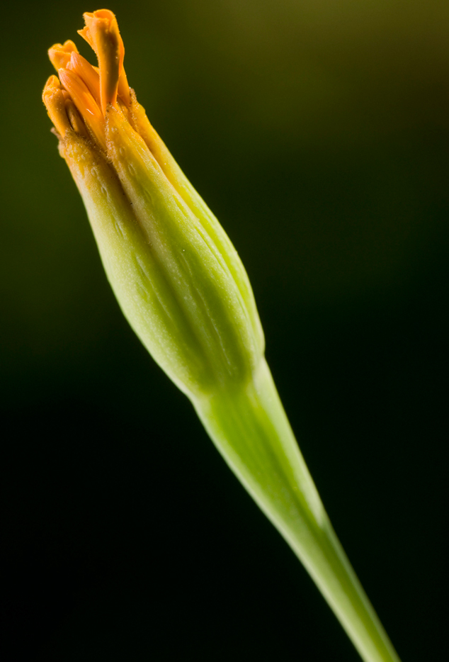 Flor de muerto, marigol bud growing in FLAAR office garden, Guatemala City, Image by Jaime Leonardo