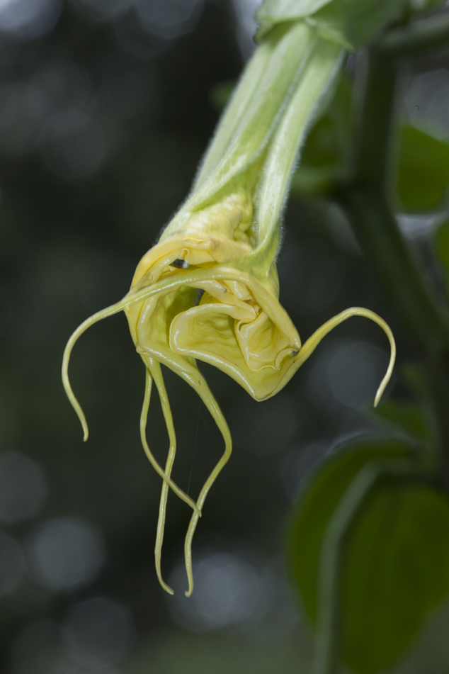 Florifundia Brugmansia-arborea julio 2011