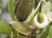 fruit-Caiba-Parmentiera-aculeata-fam-Bignoniaceae