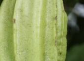 Cuajilote-Parmentiera-aculeata-tree-single-fruit