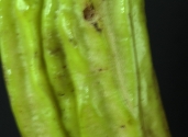 fruit-Caiba-Parmentiera-aculeata-fam-Bignoniaceae-photo-studio