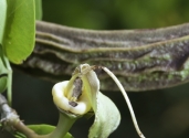 fruit-Caiba-Parmentiera-aculeata-fam-Bignoniaceae-string