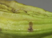 front-fruit-Caiba-Parmentiera-aculeata-fam-Bignoniaceae-photo-studio